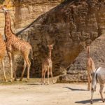 Camping Zoo Doué la Fontaine