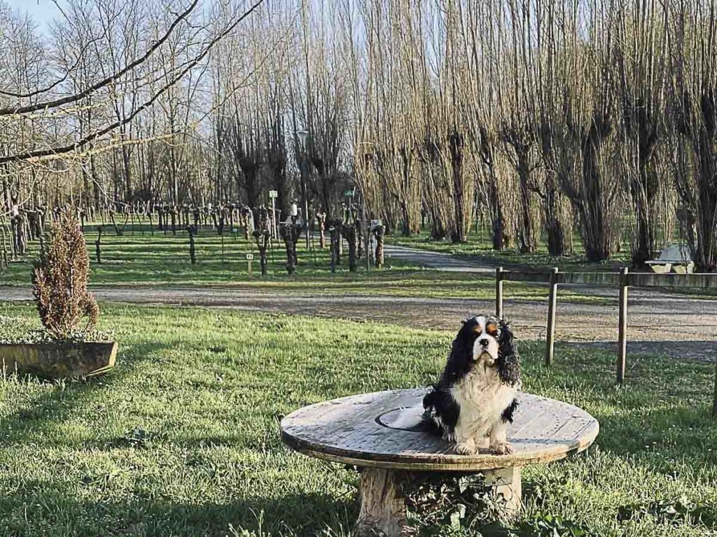 Emplacements de camping en Vendée au Marais Sauvage